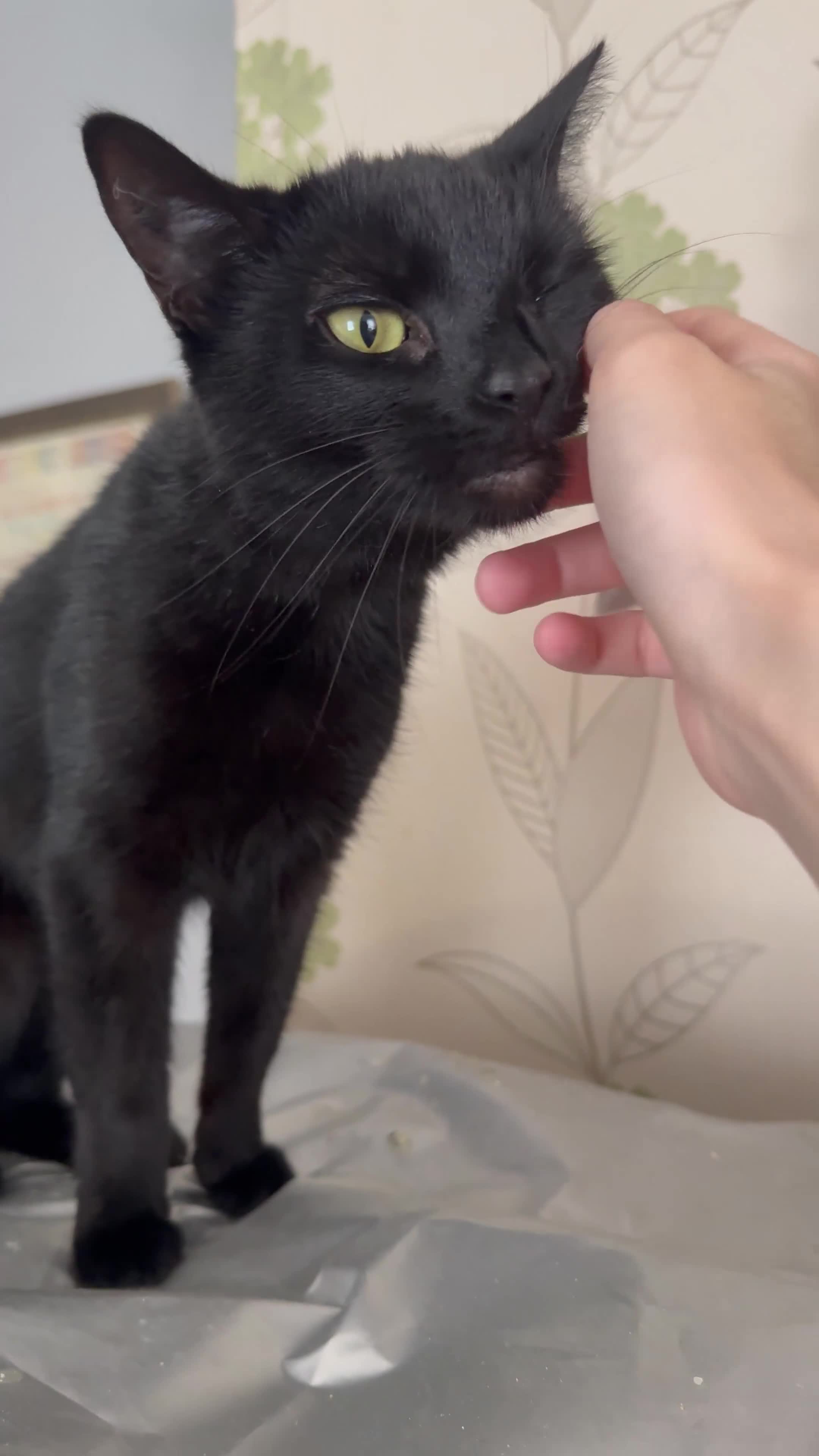 Mixed Breed cats for sale: Black female cat for sale - Video 1