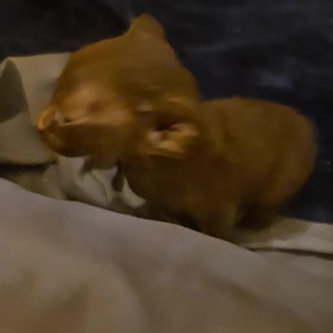 Oriental cats for sale: 2 Oriental boys left ( sold ) - Video 3