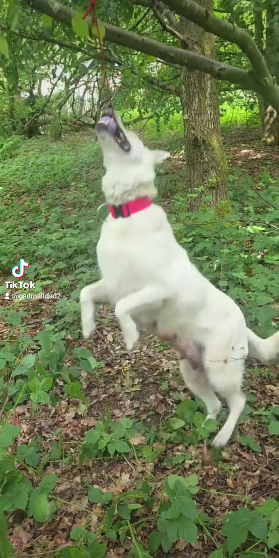 German Shepherd dogs for sale: German shepherd pups - Video 3