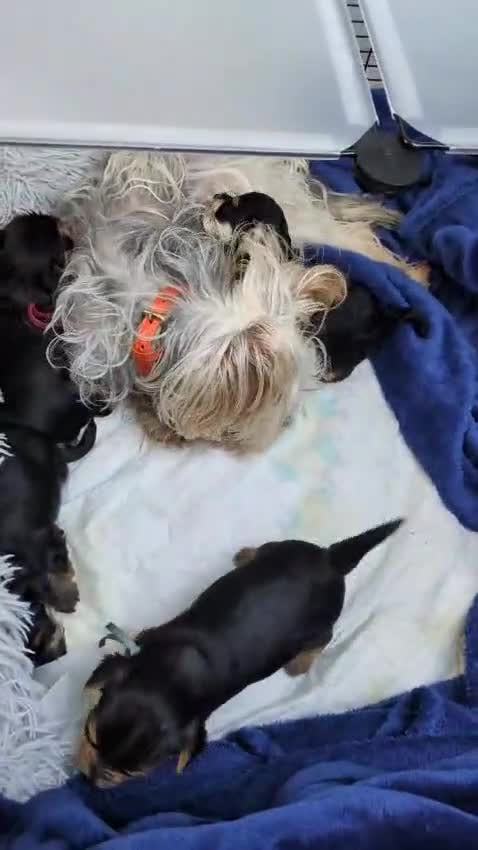 Yorkshire Terrier dogs for sale: Yorkshire Terrier Puppies — 2 Boys & 2 Girls Ready - Video 1