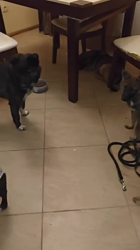 Mixed Breed dogs for adoption: 💖🐶 JUJU 🐶💖 - Video 1