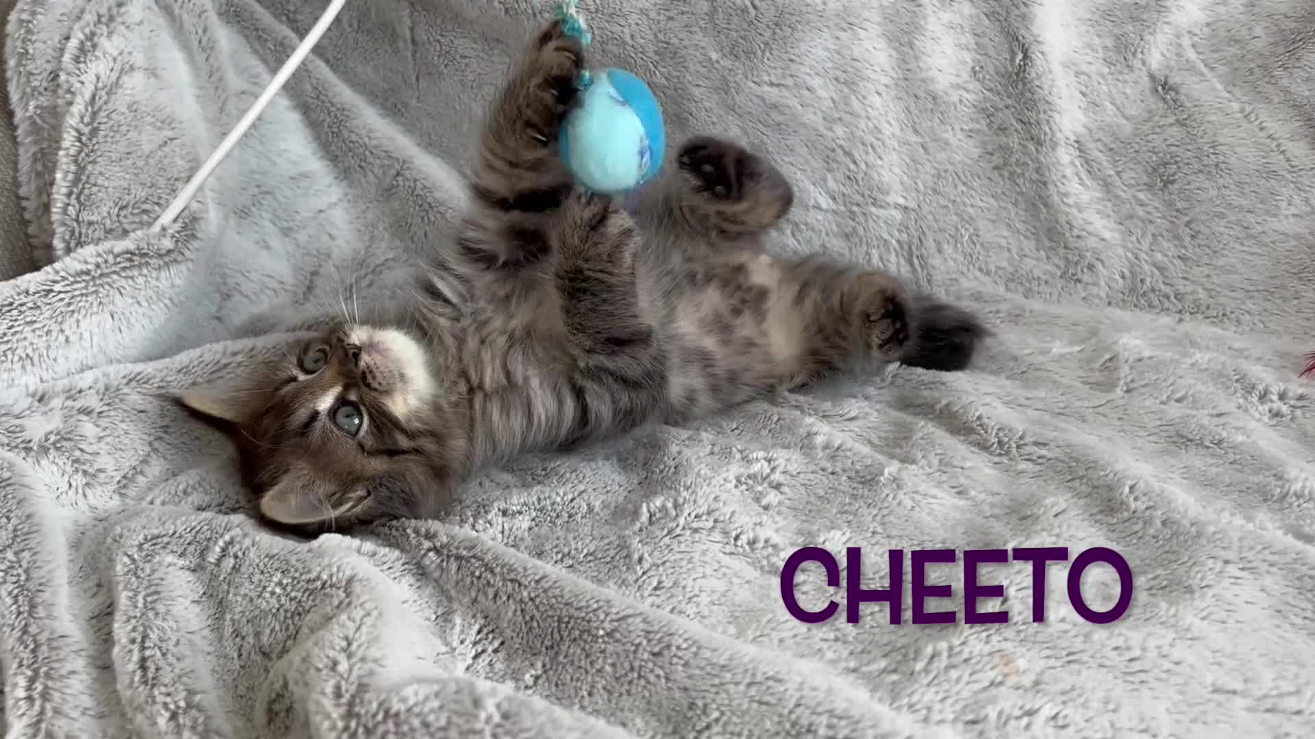 Persian cats for sale: **Last 2** Stunning litter of Persian/Ragdolls - Video 2