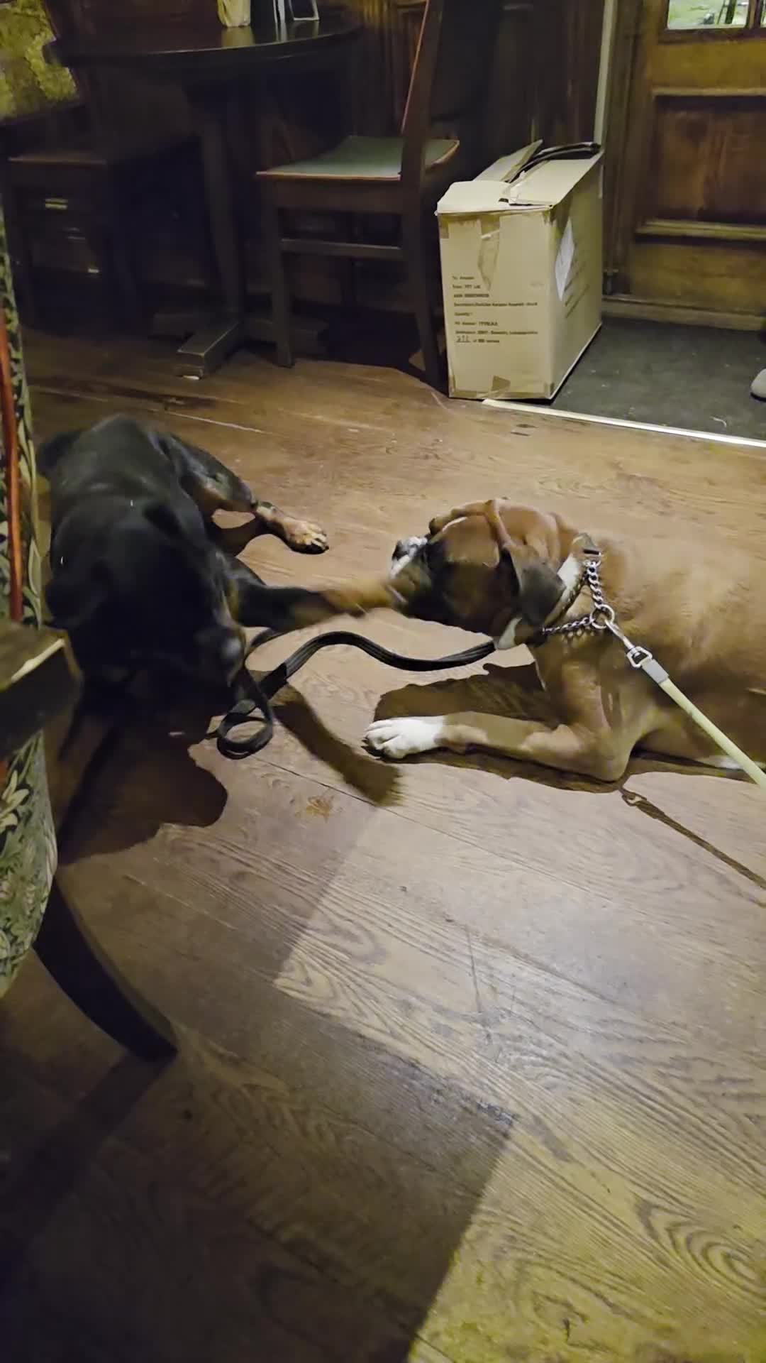 Boxer dogs for stud: First time stud, Bruce in Coulsdon - Video 1