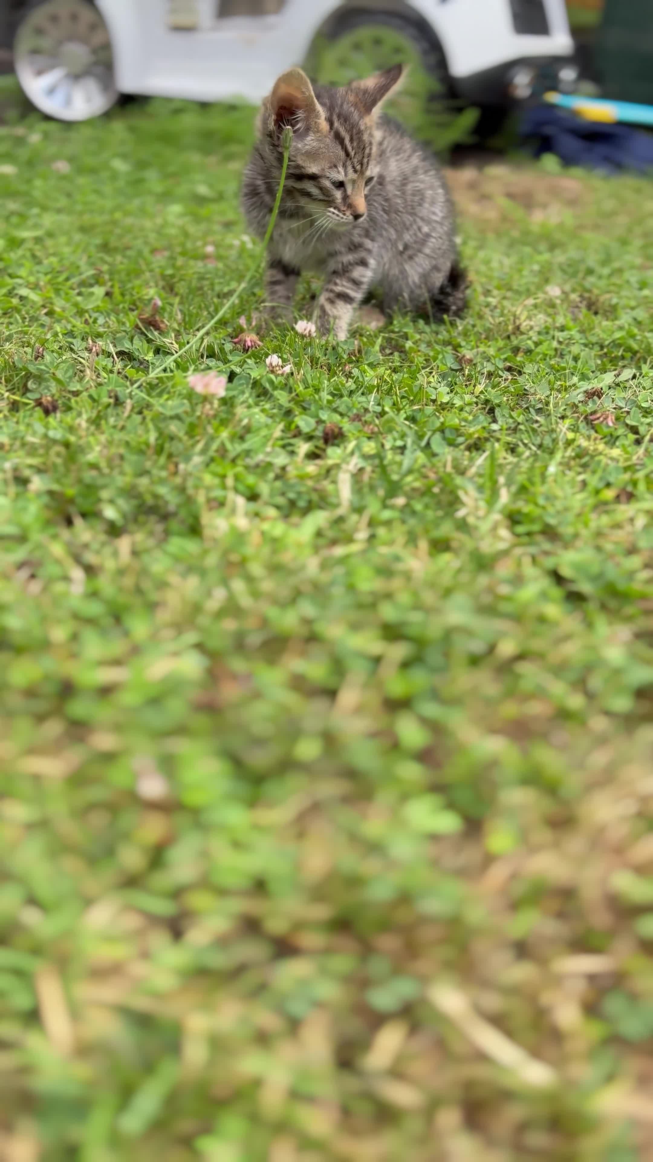 Bengal cats for sale:  READY 3 Bengal kittens for sale (please read) - Video 1