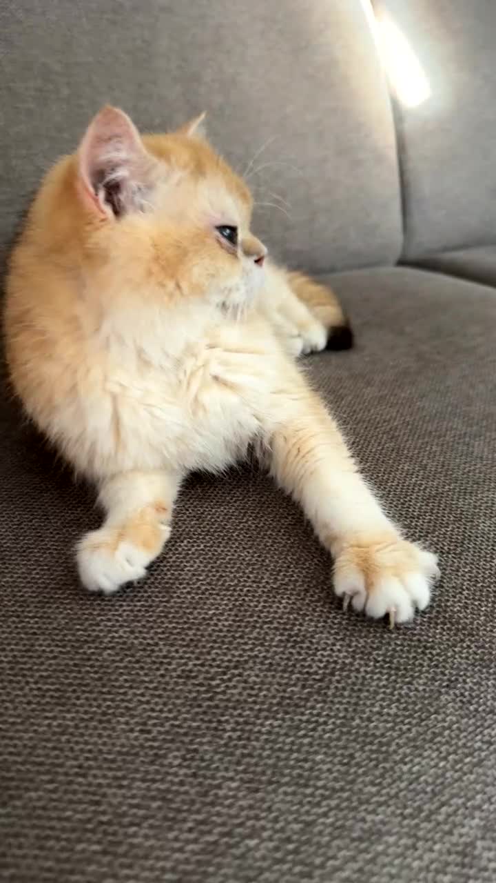 British Shorthair cats for sale: Simba, beautiful short hair - Video 2