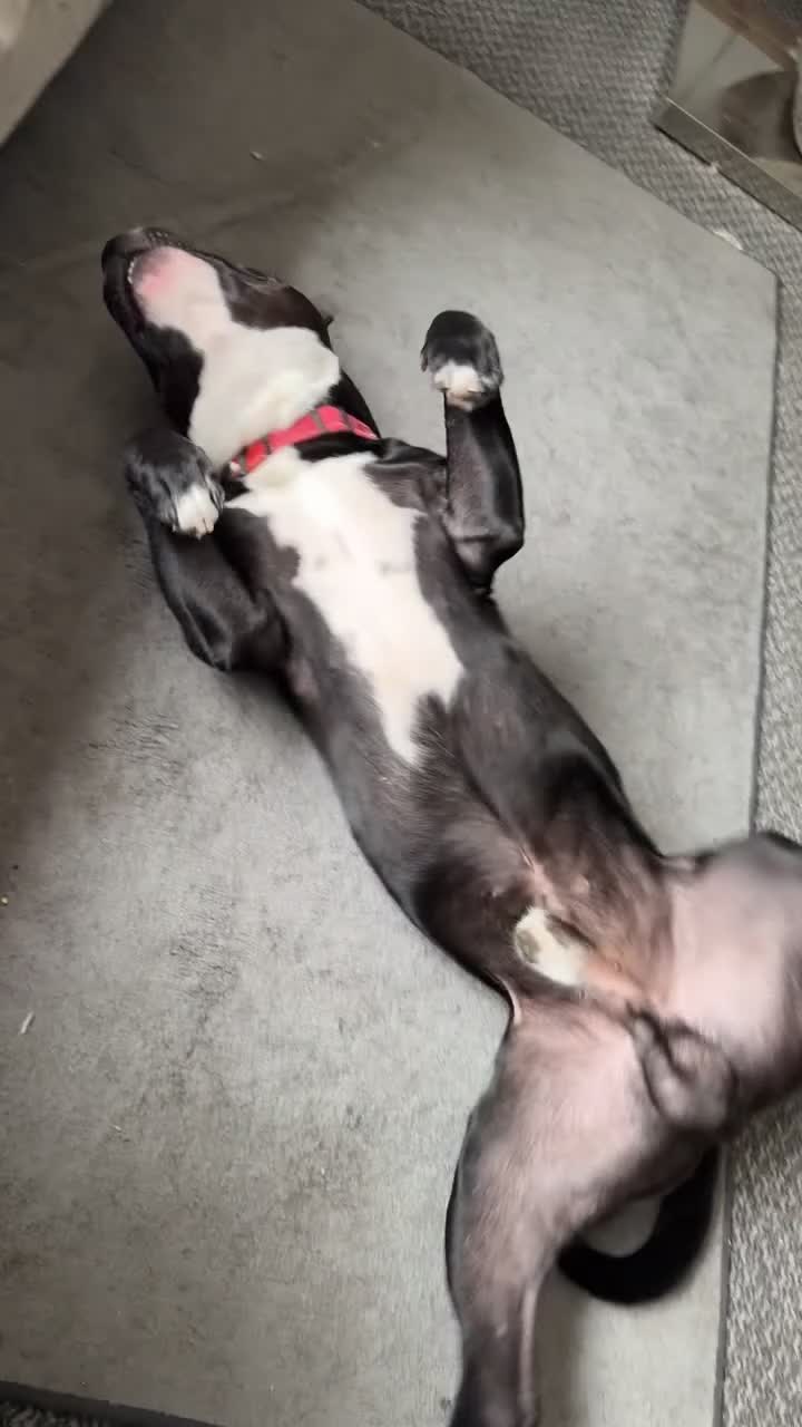 Mixed Breed dogs for sale: Staffy x Labrador  in Mansfield - Video 1