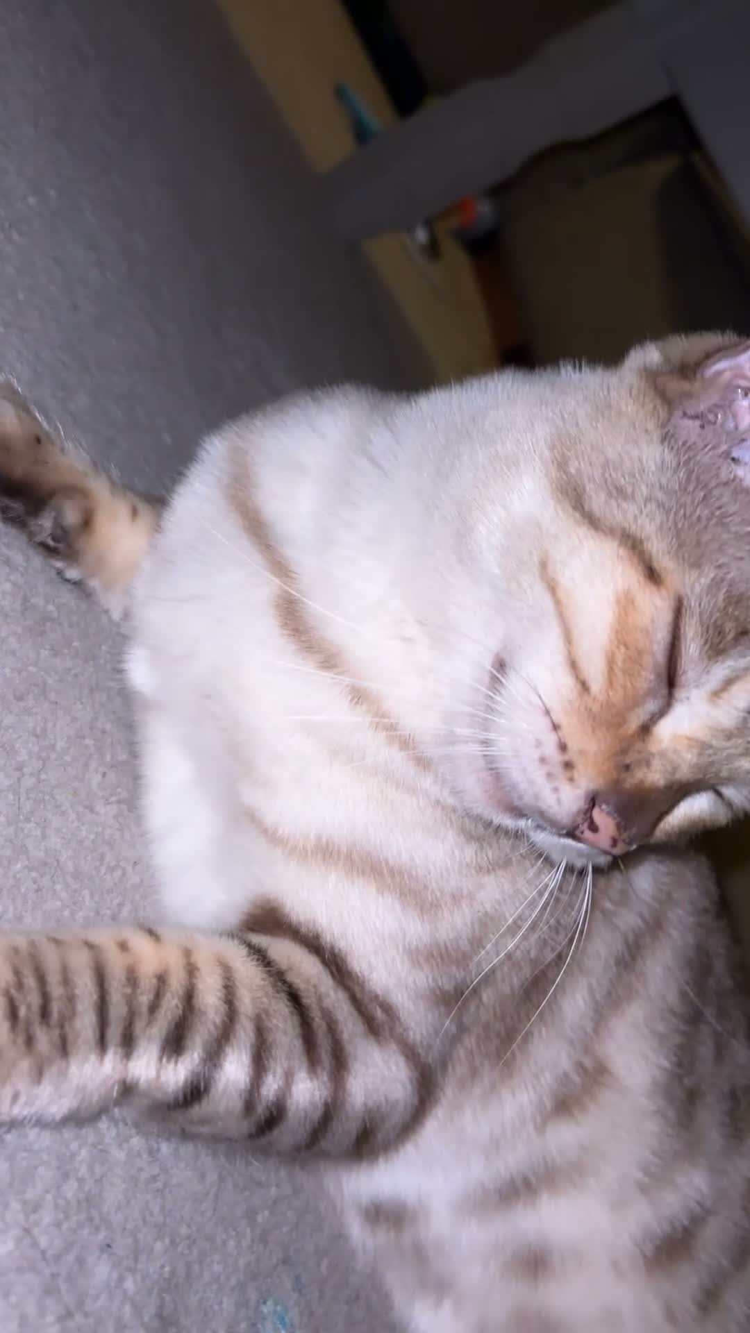 Bengal cats for sale: Luna snow lynx bengal in Bury Saint Edmunds - Video 1