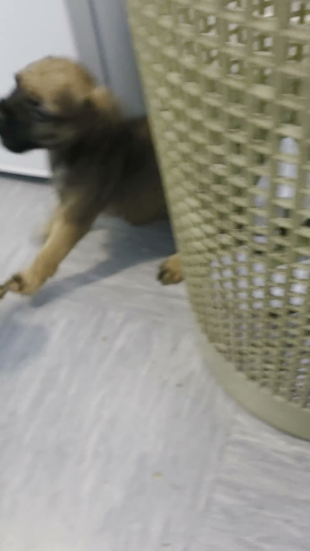 Border Terrier dogs for sale: Border terrier pups in Newton Aycliffe - Video 1