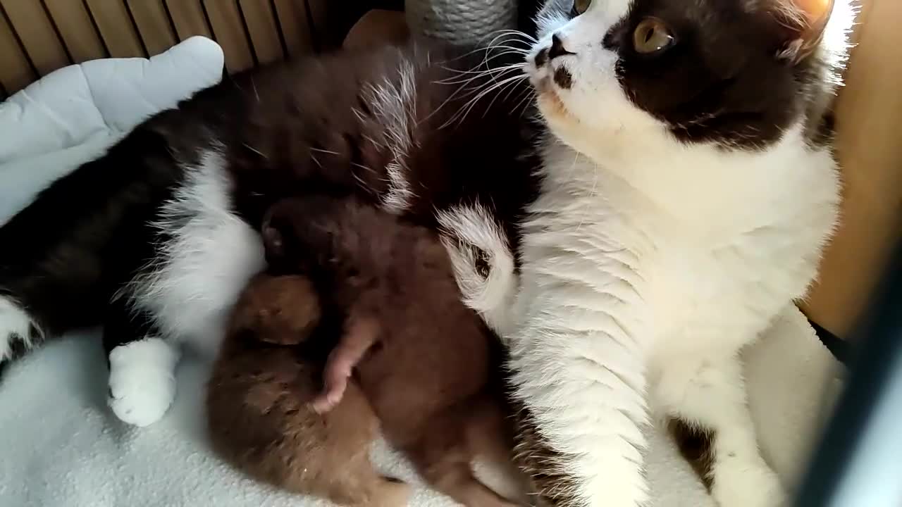British Shorthair cats for sale: Fantastic chocolate pedigree GCCF registered kitt. - Video 2