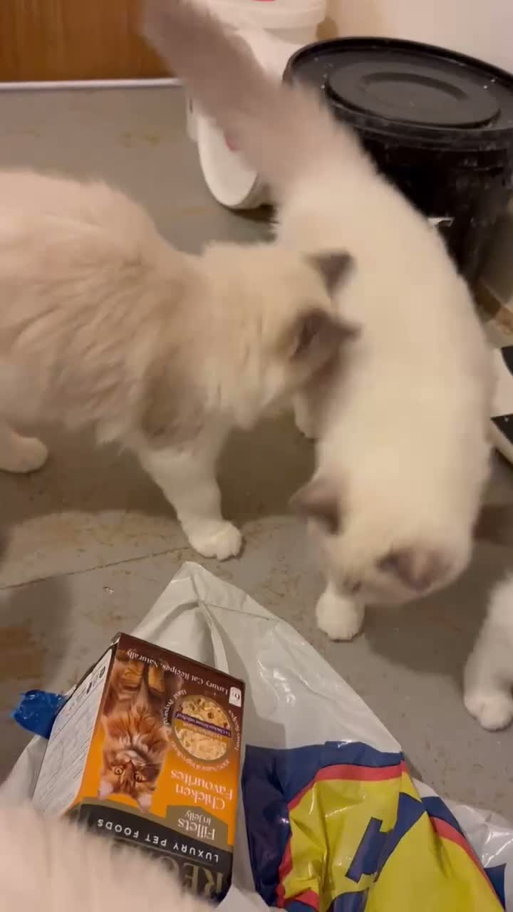 Ragdoll cats for sale: Pedigree ragdoll - Video 1