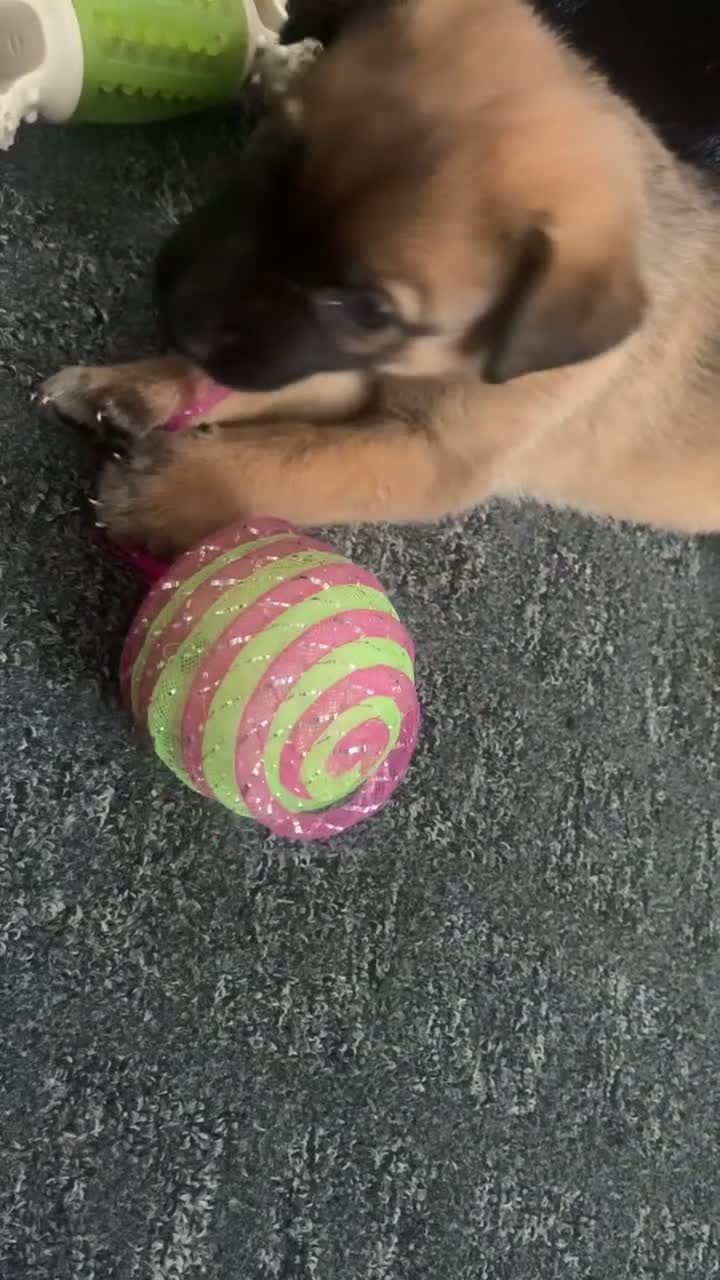 Mixed Breed dogs for sale: 2 beautiful babies left - Video 2
