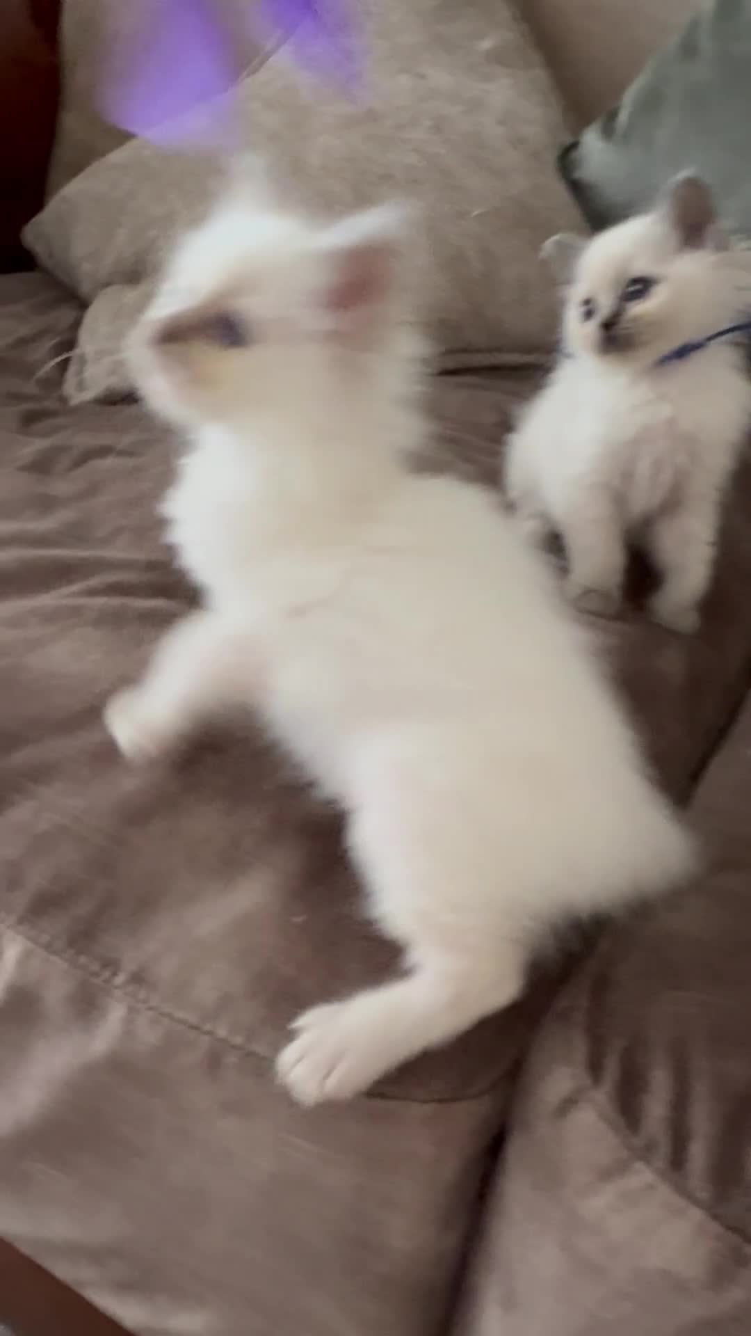 Birman cats for sale: Beautiful Birman Kittens - Video 2