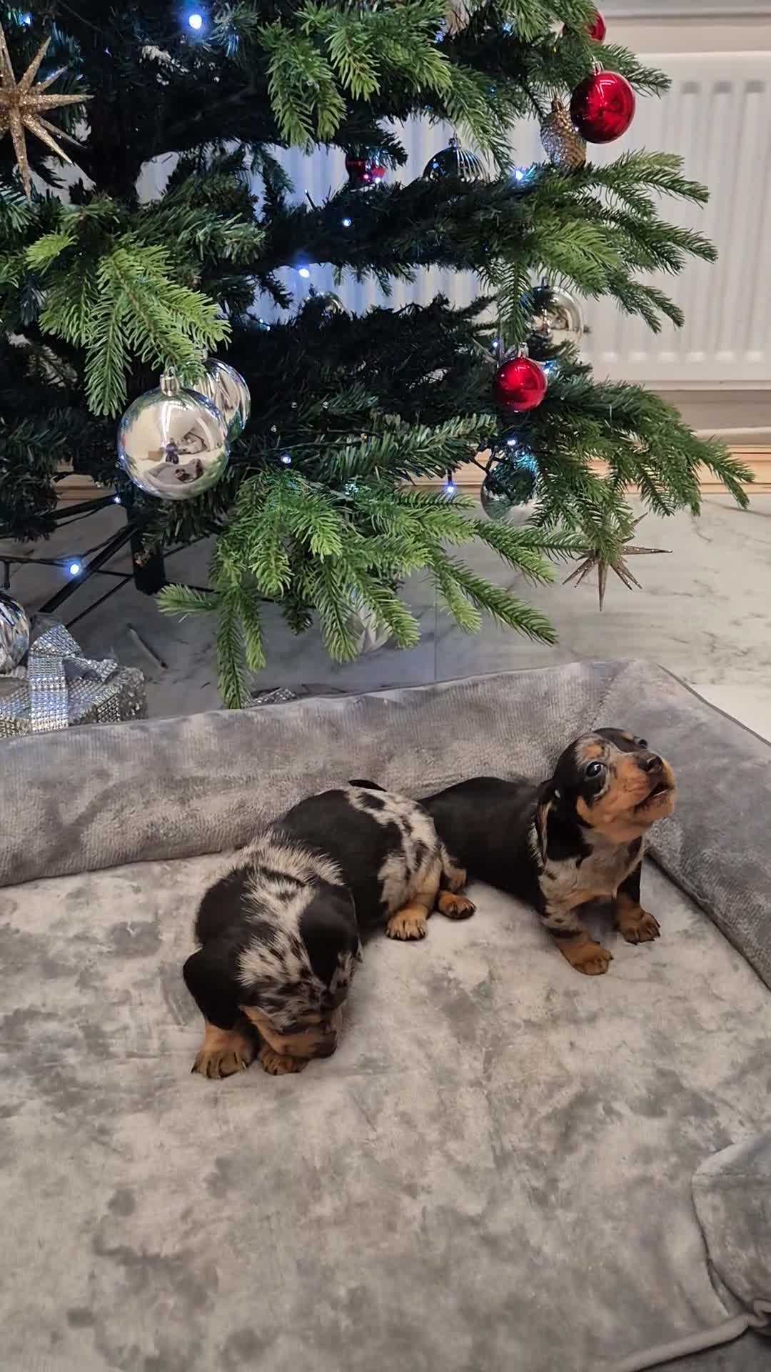 Dachshund dogs for sale: 💙Miniature Dachshund puppies! First litter!🩷  - Video 1