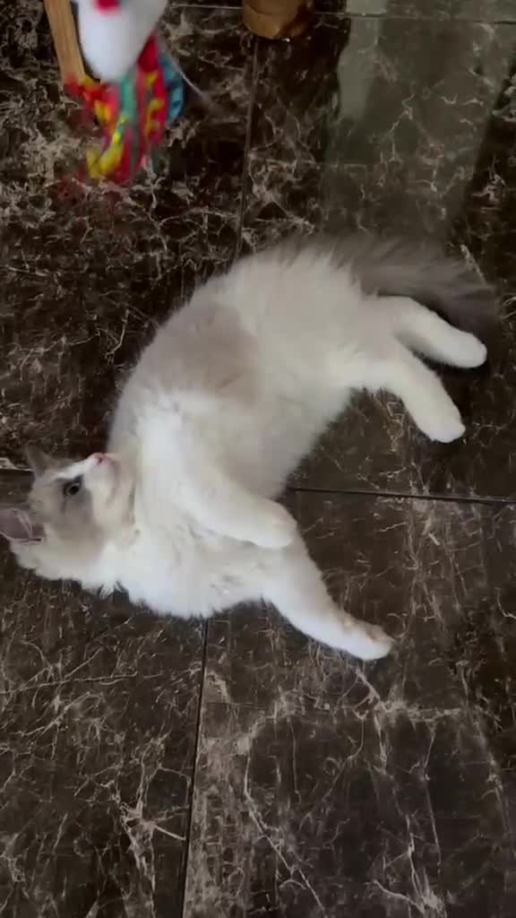 Ragdoll cats for sale:  Tica registered full pedigree ragdolls - Video 3