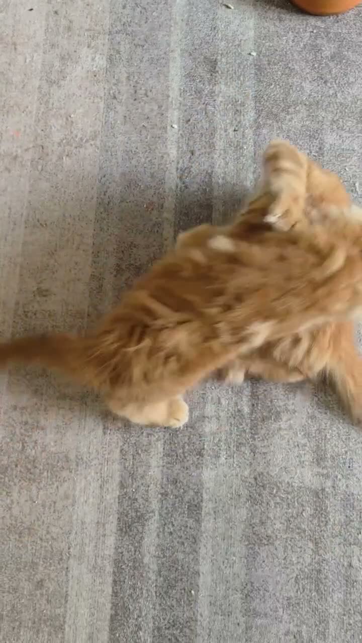 Maine Coon cats for sale: Maine coon kittens - Video 2