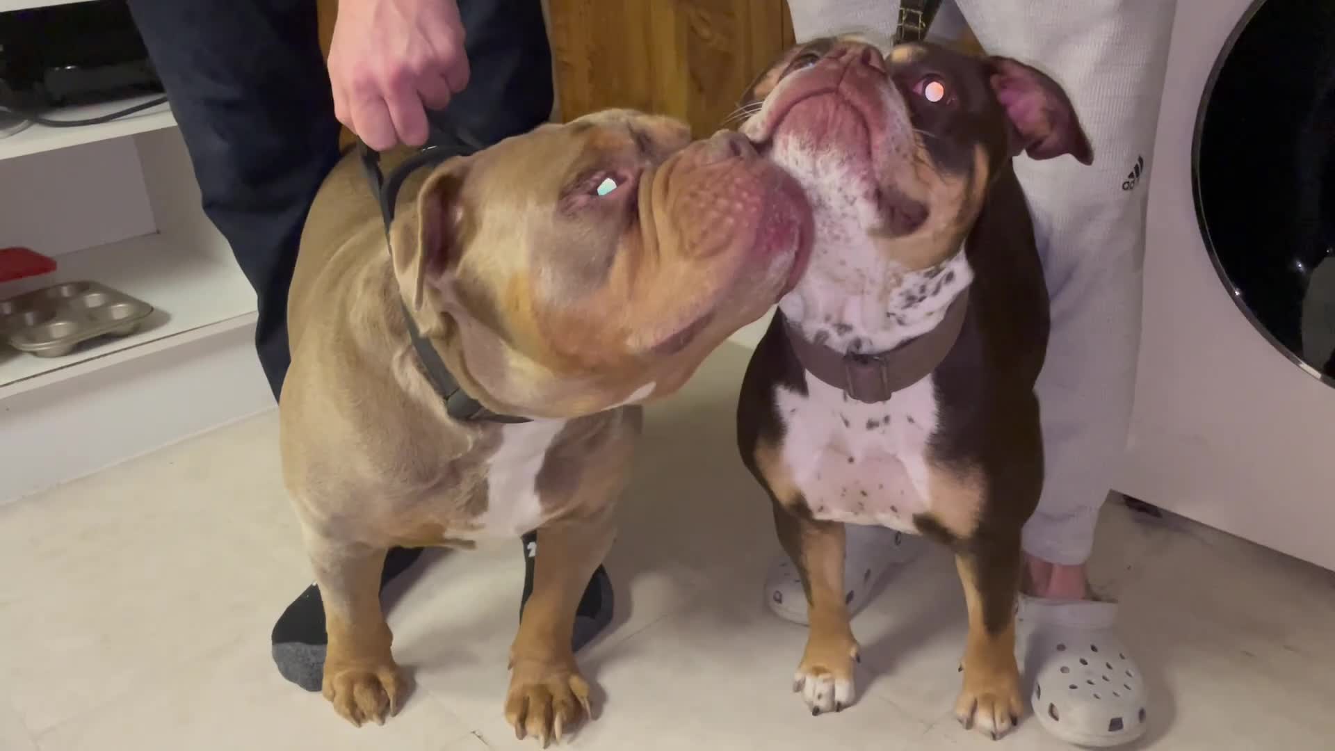Old Tyme Bulldog dogs for sale: FIVE OLD TYME BULLDOGS LEFT - Video 1