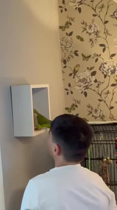 Parrots birds for sale: 3-Year-Old Green Quaker Parrot - Video 2