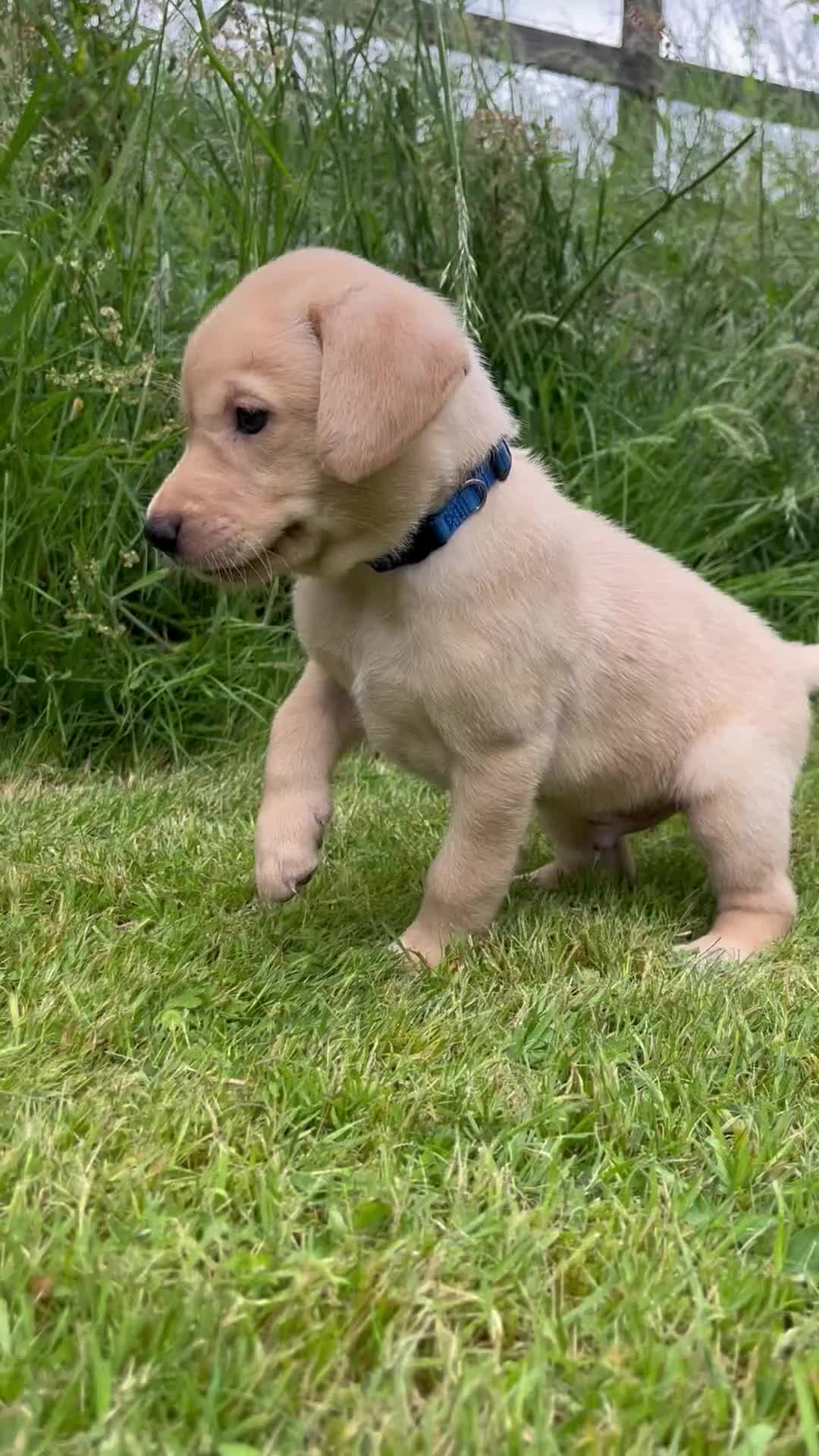 Labrador Retriever dogs for sale: Championship Winner FTCh Rustler Master puppies   - Video 2