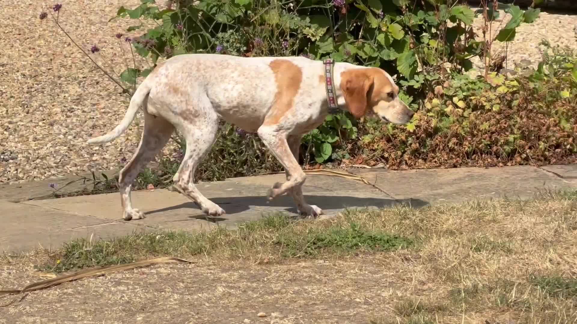 Mixed Breed dogs for adoption: 🍯 Honey: The Pocket Pointer in Maidstone - Video 3