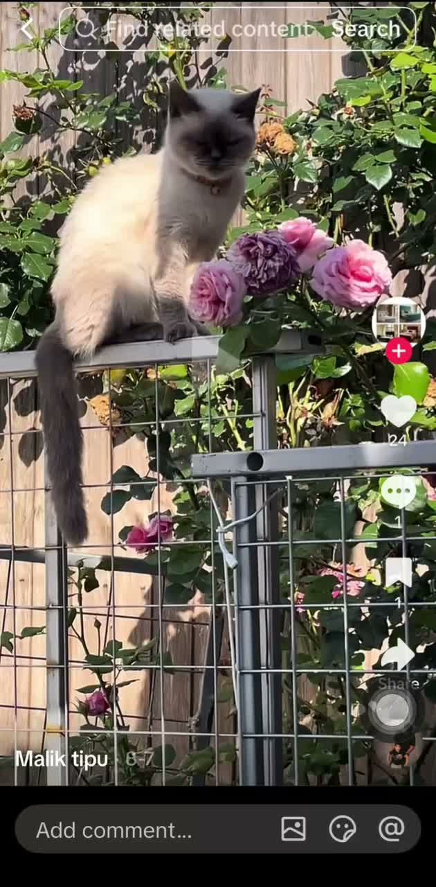 British Shorthair cats for sale: British short hair blue colourpoints  - Video 1
