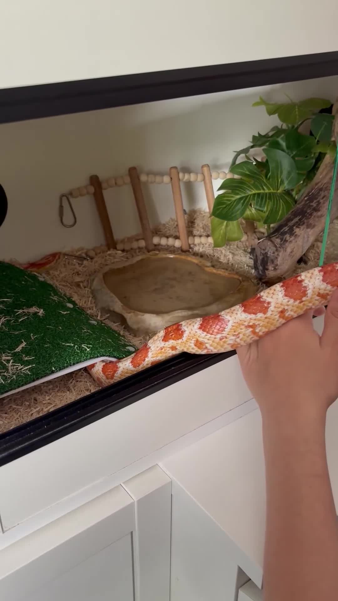 Corn Snake reptiles for sale: Corn snake & enclosure for sale  - Video 1