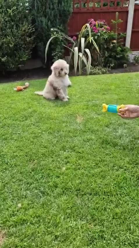 Cockapoo dogs for sale: Cockerpoo girl 11weeks old  - Video 2