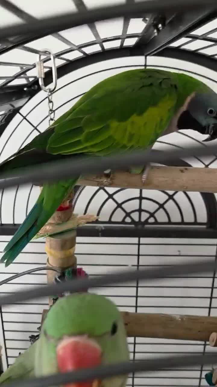 Parrots birds for sale: Derbyan for sale  in Derby - Video 1
