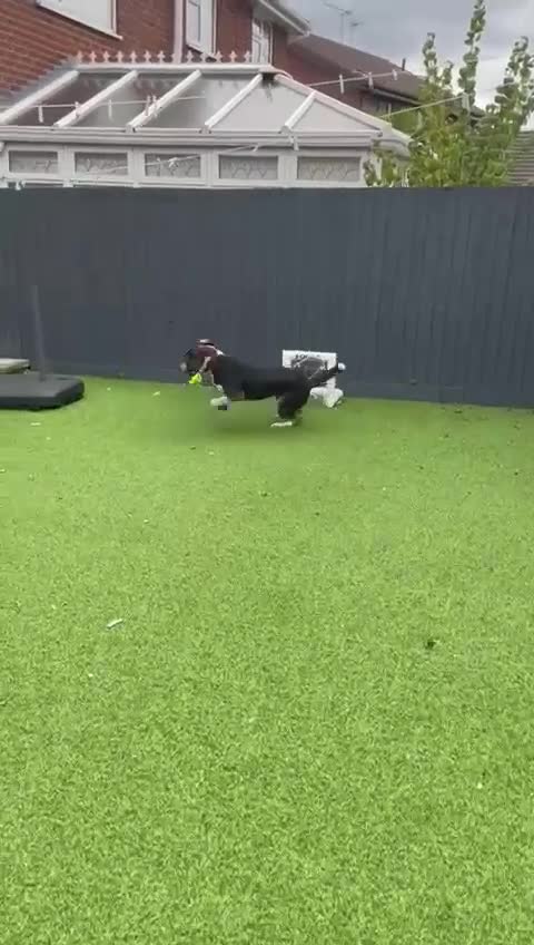 Mixed Breed dogs for adoption: WILSON - 2 years old, Hound Mix Boy in Atherstone - Video 3