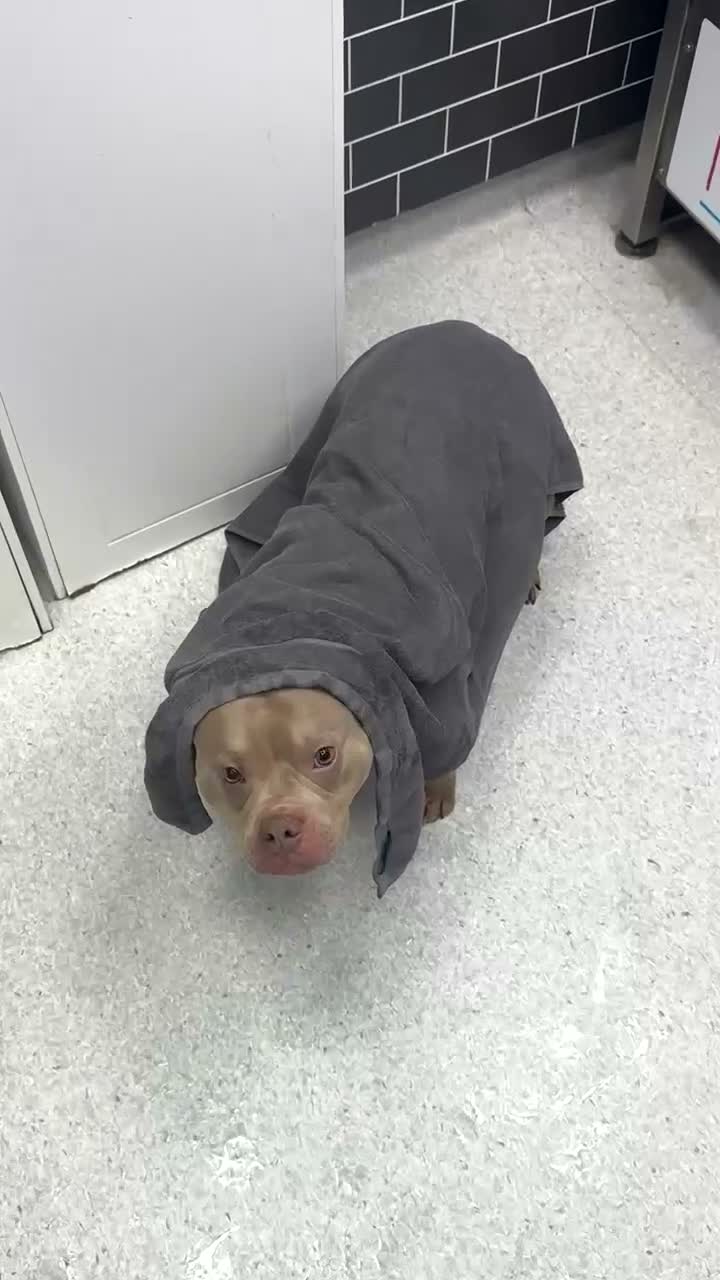 Mixed Breed dogs for sale: Looking for loving forever home - Video 3