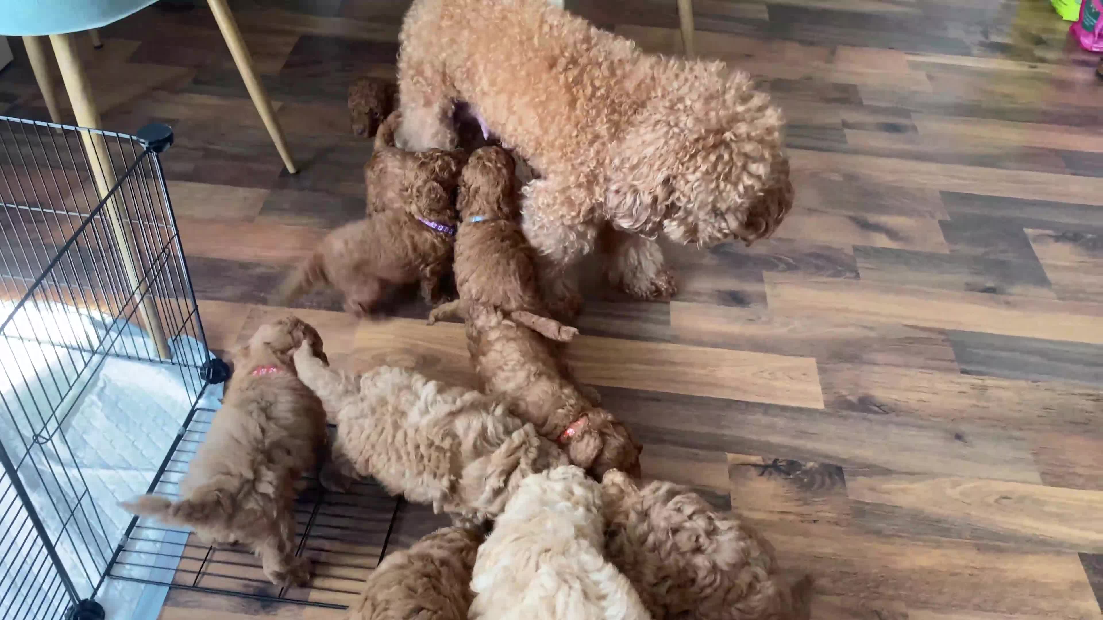 Cockapoo dogs for sale: Perfect Cockapoo Puppies 🐶  - Video 1