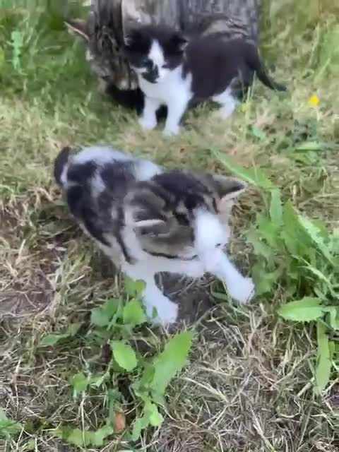 Mixed Breed cats for sale: Gorgeous Tabby Kittens - 3 Left - Video 1