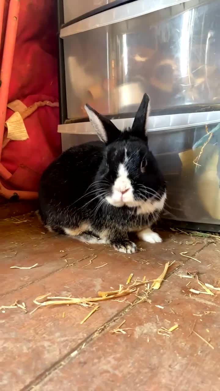 Mixed Breed rabbits for sale: Very tame baby rabbits  - Video 1