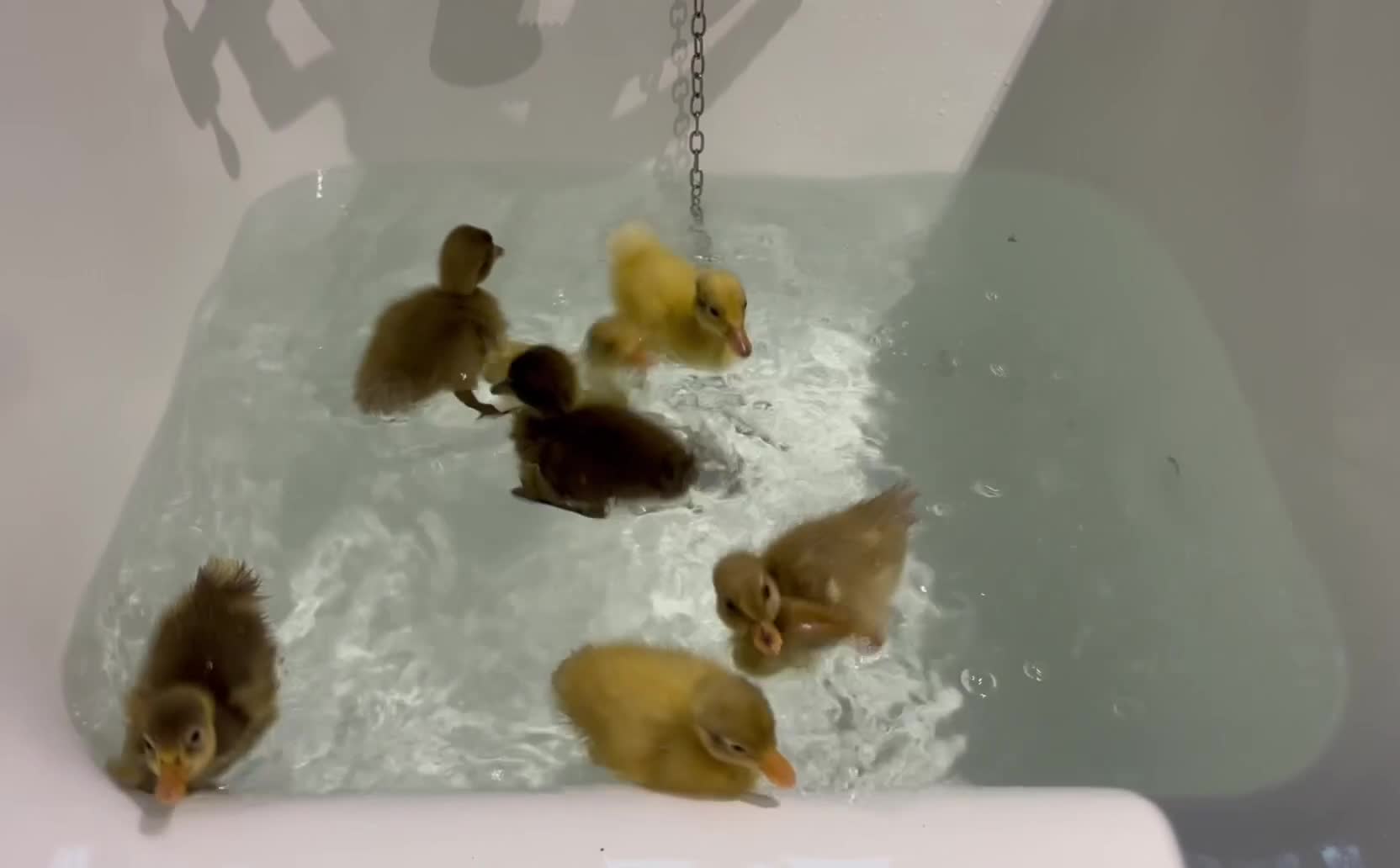Ducks poultry for sale: Runner ducklings  - Video 1