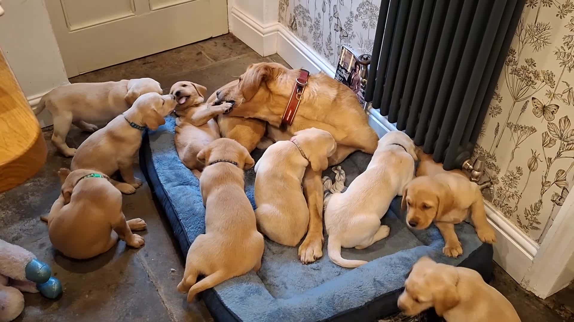 Goldador dogs for sale: Beautiful Goldador Puppies for Sale. READY TO GO! - Video 1