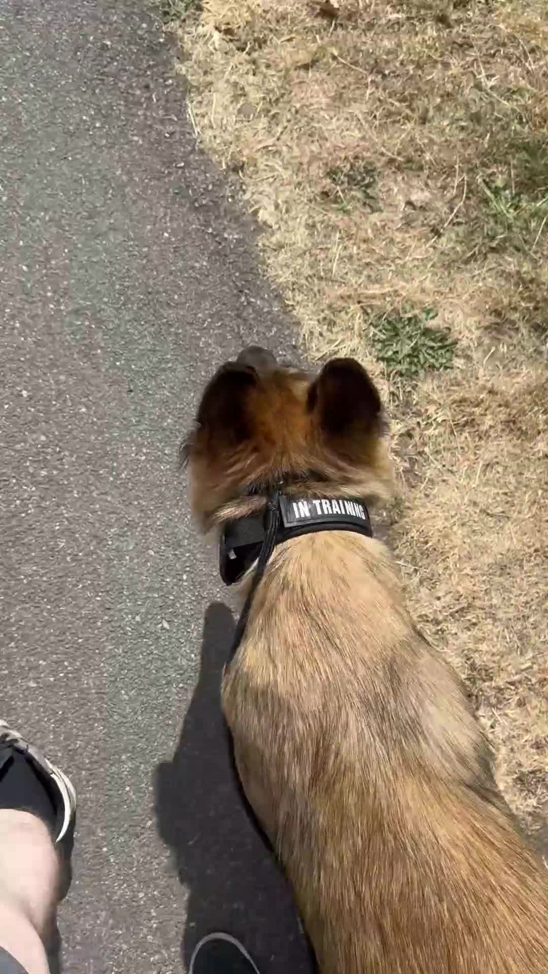 Mixed Breed dogs for sale: German Shepherd Malinois  in Sheffield - Video 1