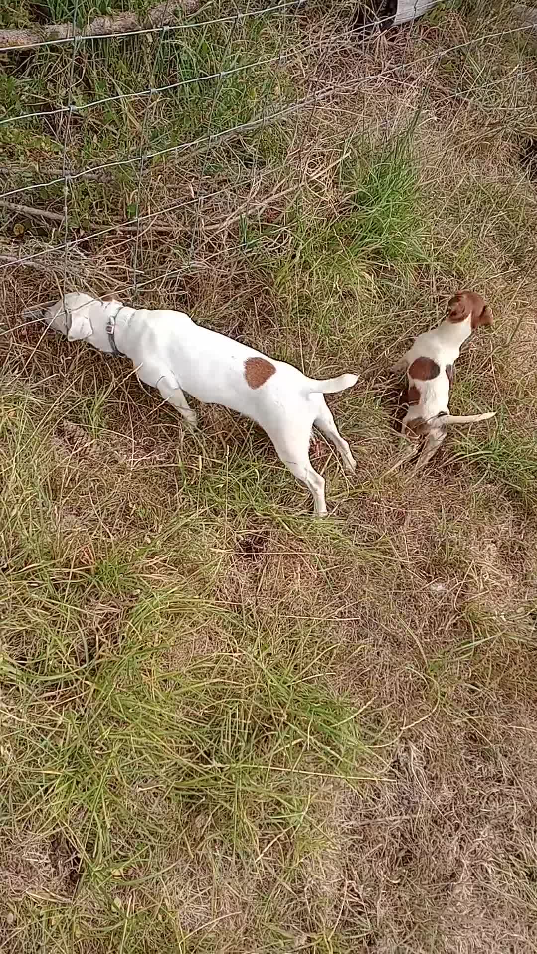 Jack Russell dogs for sale: Jack Russell bitch  - Video 4