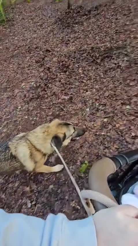 Mixed Breed dogs for sale: Handsome Bob - Video 1