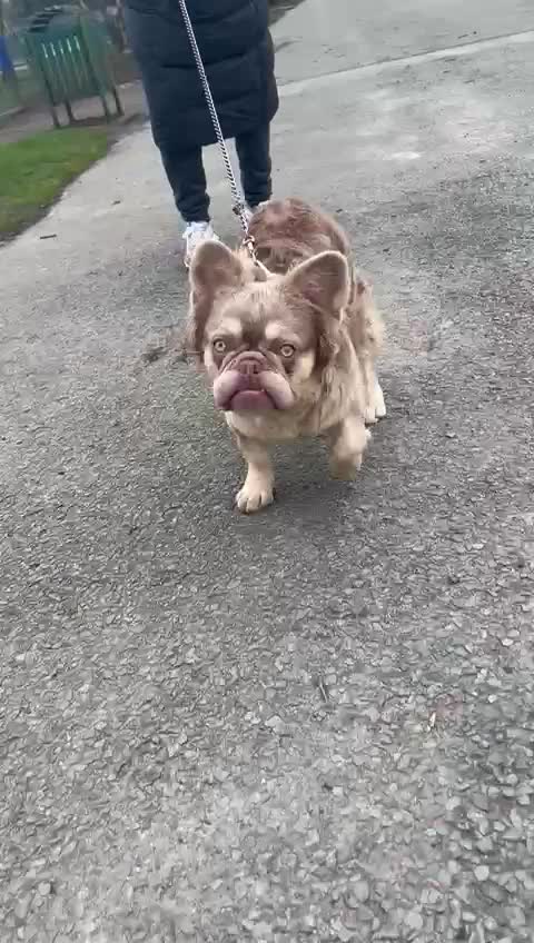 French Bulldog dogs for stud: Visual fluffy new shade boy Fluffiest in the UK  in Manchester - Video 3