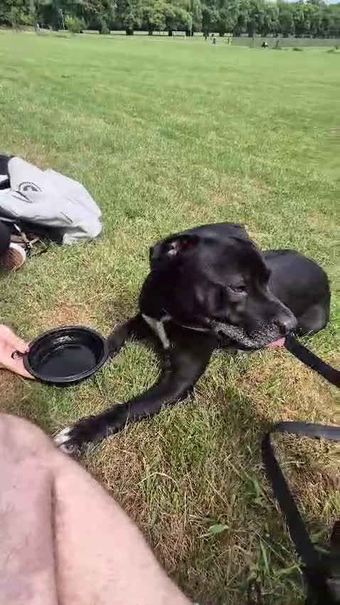 Mixed Breed dogs for adoption: 💙PO💙 5 yo boy- gentle, kind and loving soul - Video 4