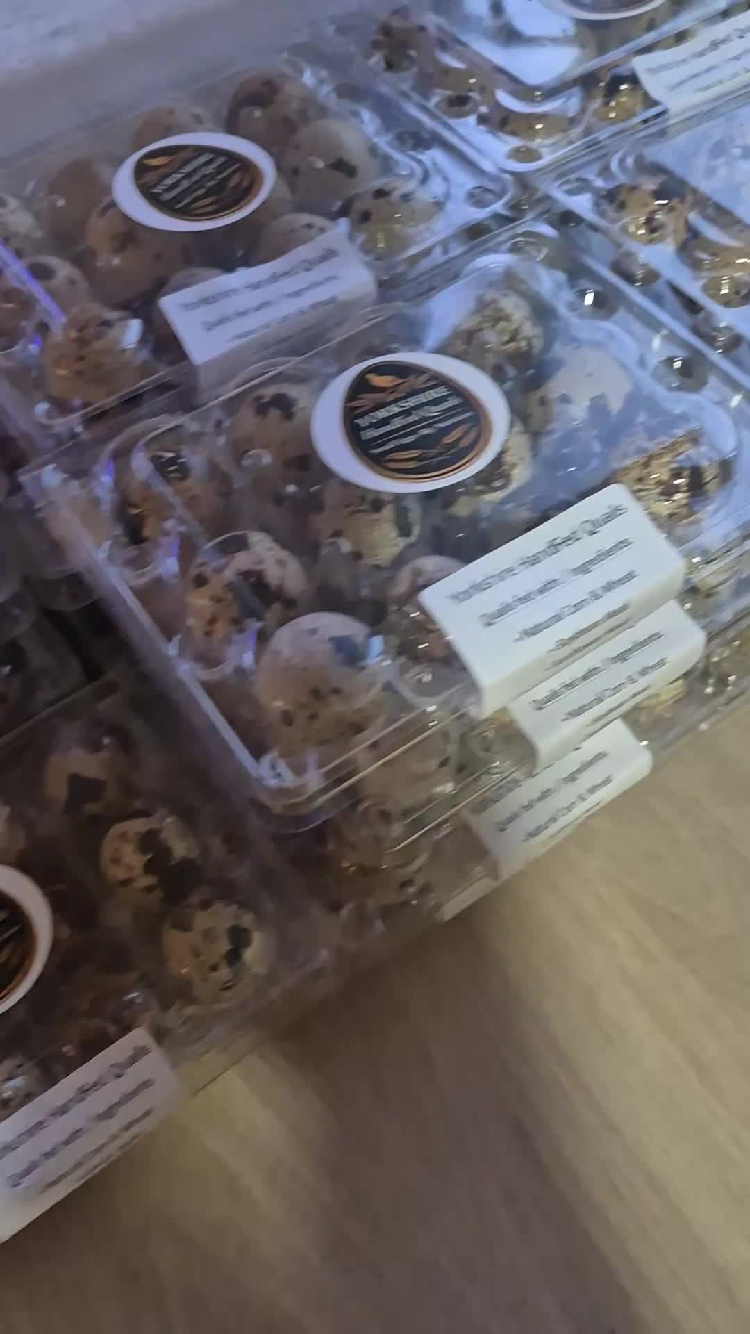 Quail poultry for sale: Quail and eggs for hatching  in Sheffield - Video 1