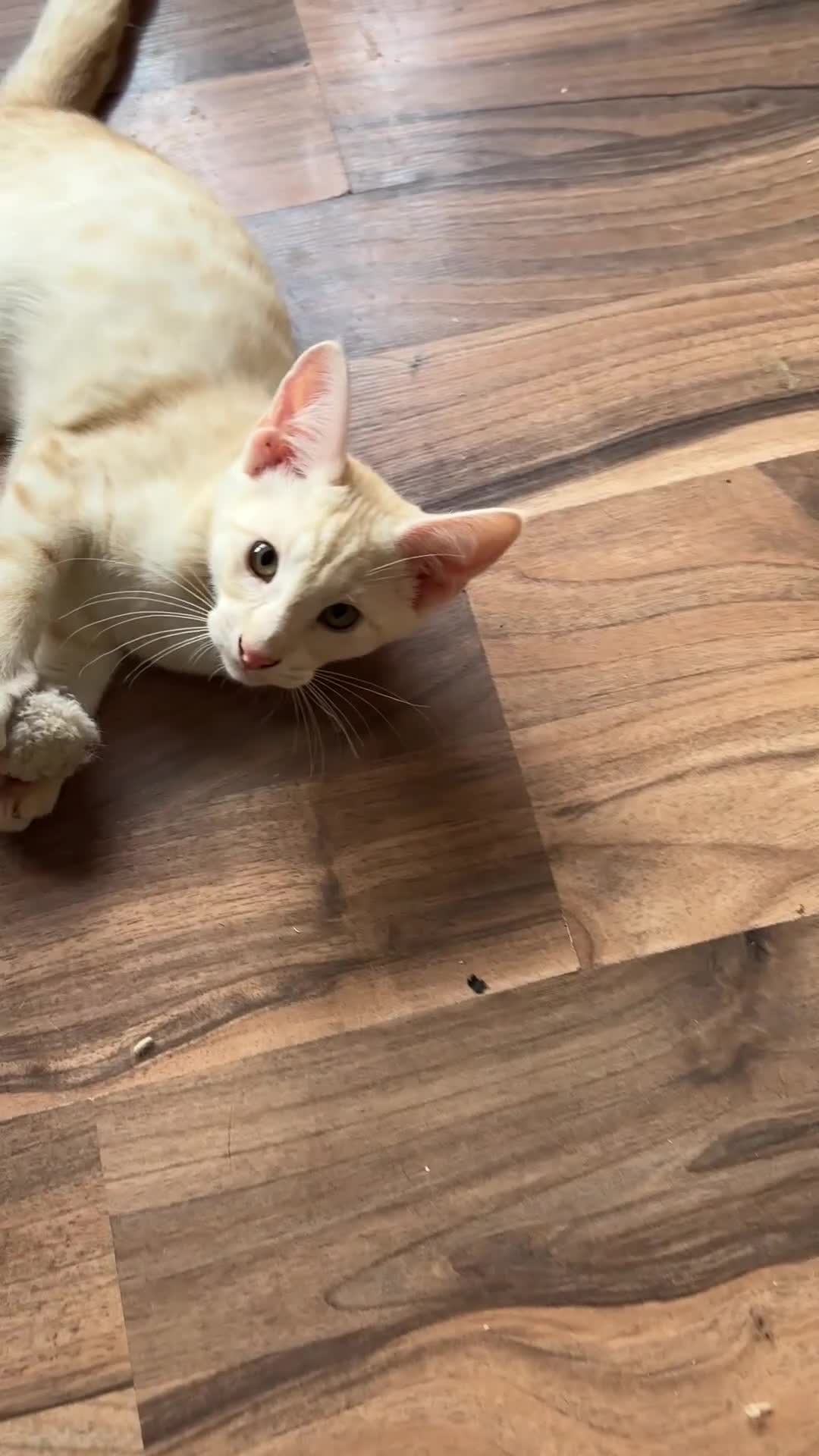 Mixed Breed cats for sale: Amazing Crossed Bengals Available  - Video 1