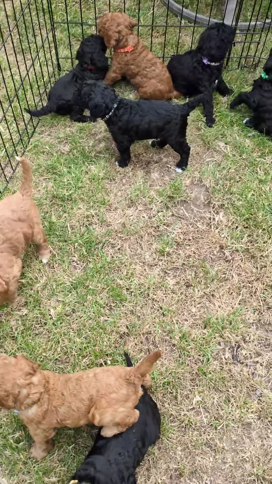 Cockapoo dogs for sale: Cockapoo puppies  - Video 1