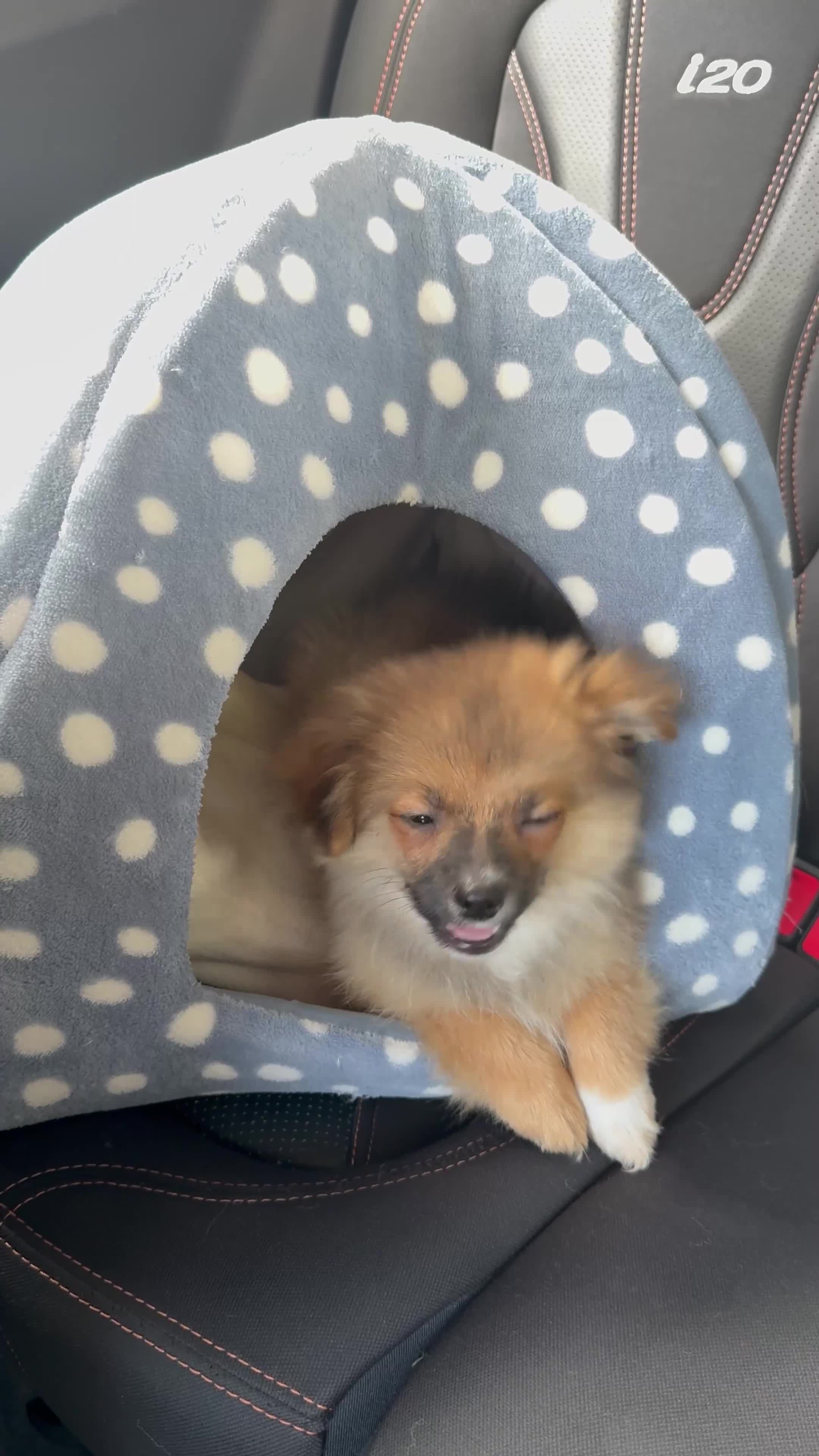 Pomeranian dogs for sale: Pomeranian puppy for sale  - Video 3