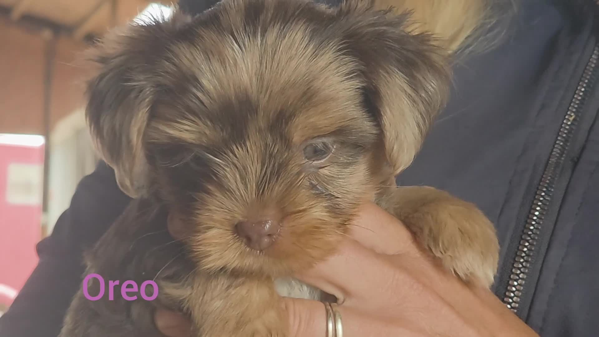 Yorkshire Terrier dogs for sale: Chocolate Yorkies  - Video 4