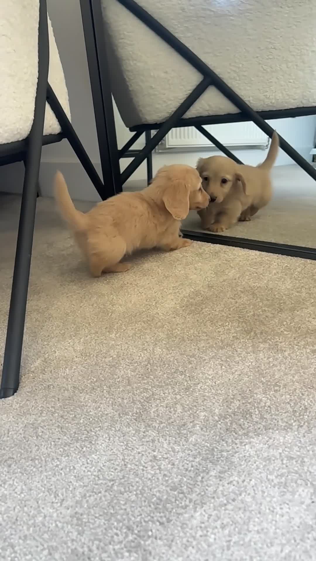 Miniature Dachshund dogs for sale: Miniature dachshund for sale ready now 🤍 - Video 2