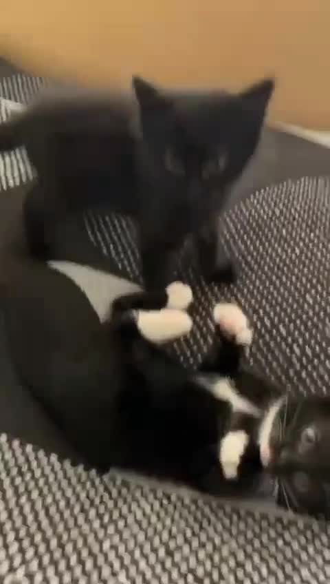 Mixed Breed cats for sale: 4 Kittens for sale  - Video 1