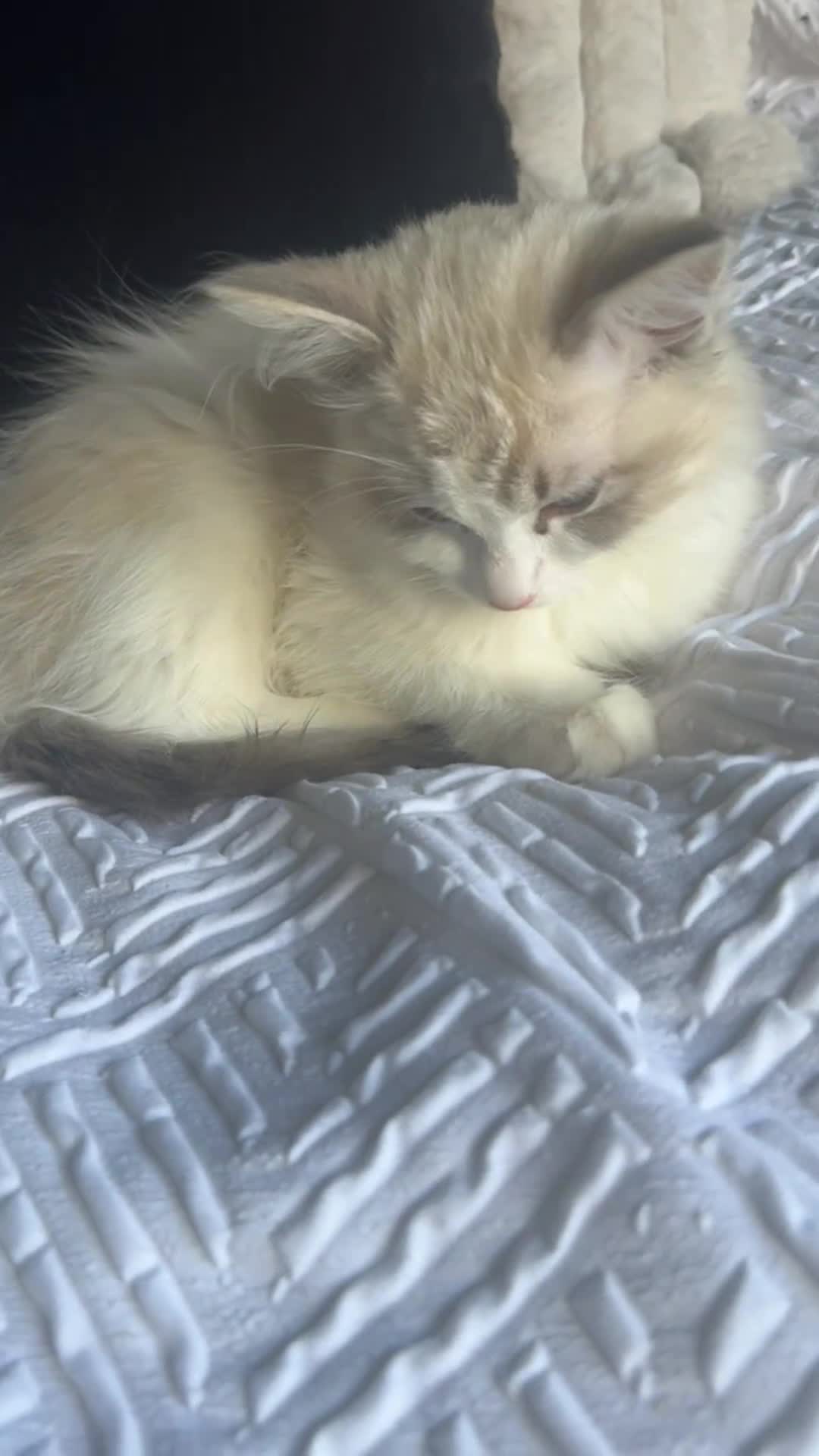 Labrador Retriever dogs for sale: LAST 3 LABRADOR PUPPIES AVAILABLE — READY NOW! - Video 1