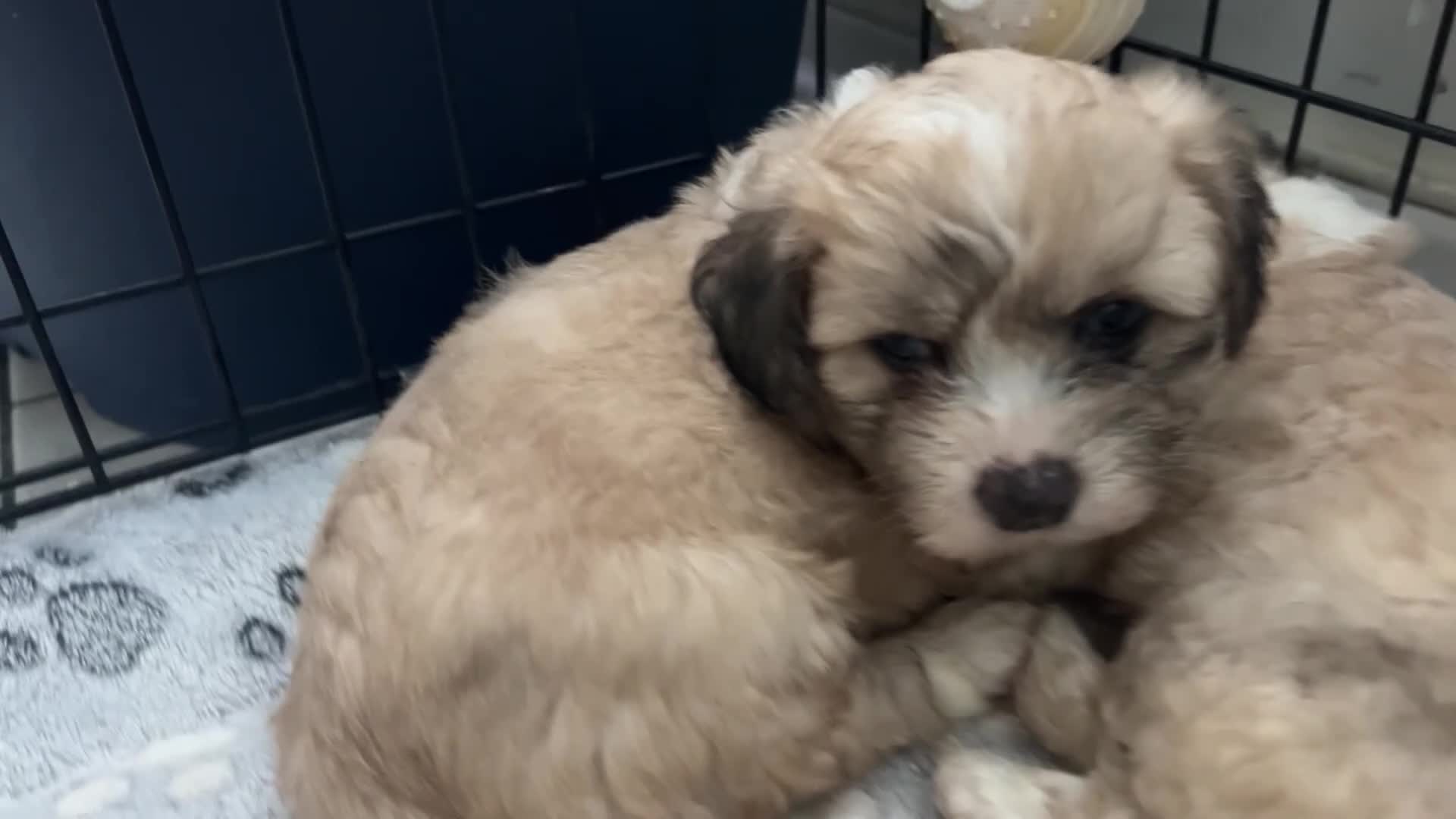 Mixed Breed dogs for sale: Adorable teddy bear shihpoo X chihuahua puppies - Video 2