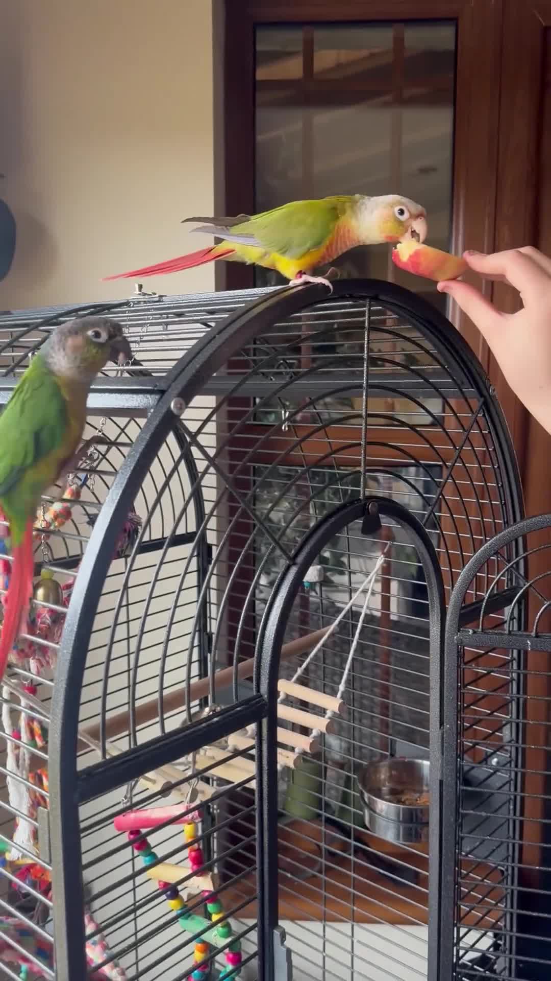 Conures birds for sale: 2 Beautiful Conures 1 male 1 female - Video 1