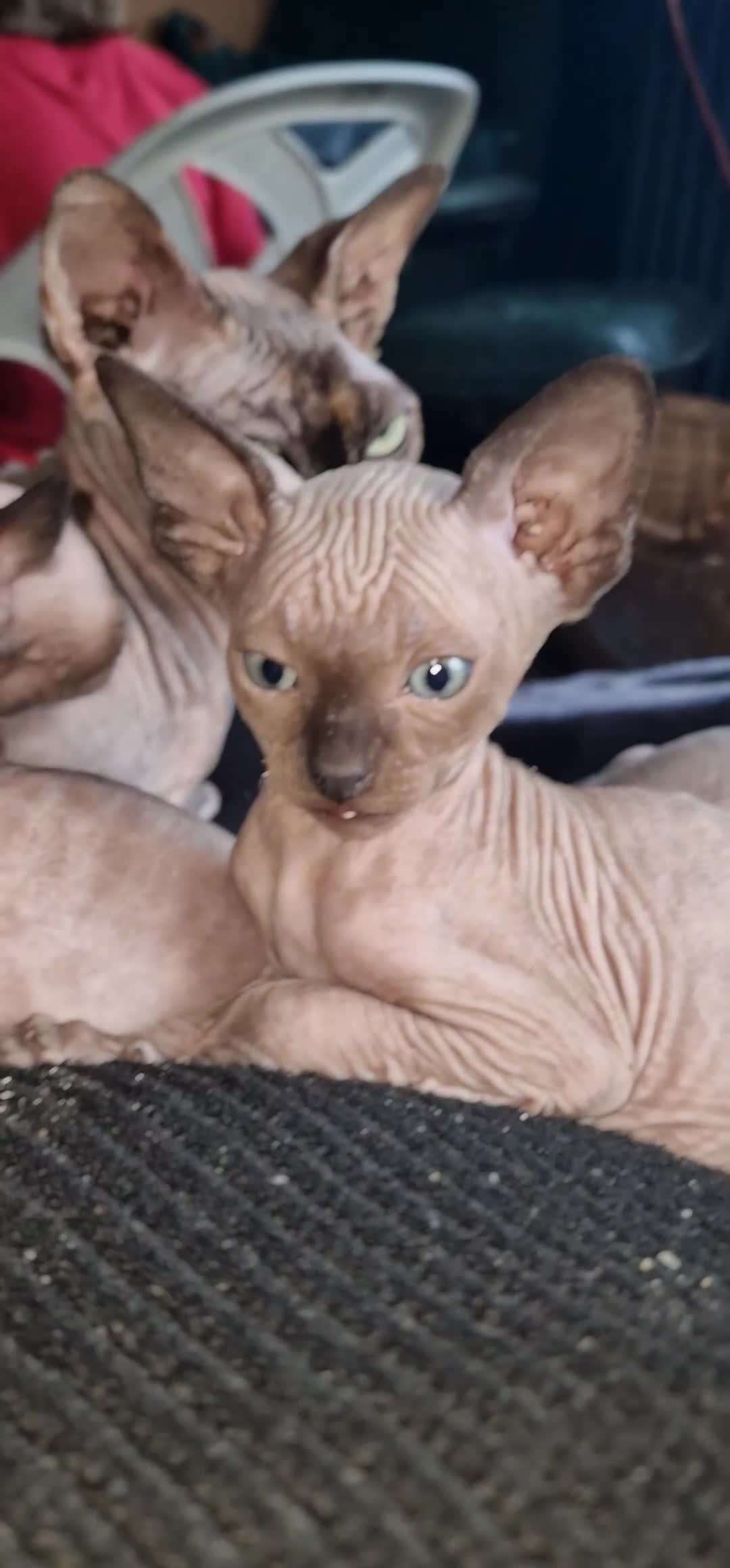 Sphynx cats for sale: Lovely purebreed Canadian Sphynx kittens - Video 1